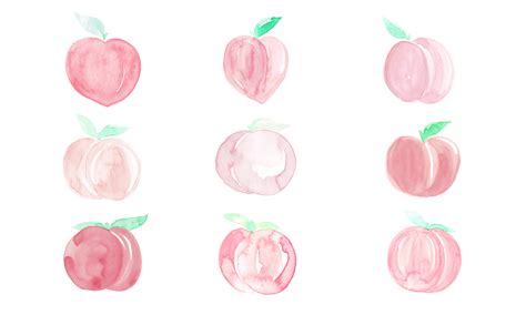 Peach watercolor drawing isolated on white background. - Download Free Vectors, Clipart Graphics ...