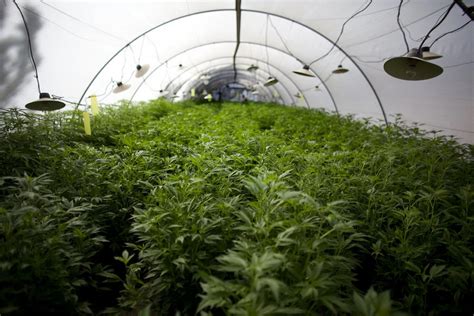 Illinois Cannabis Growers Promise They Have Enough Weed