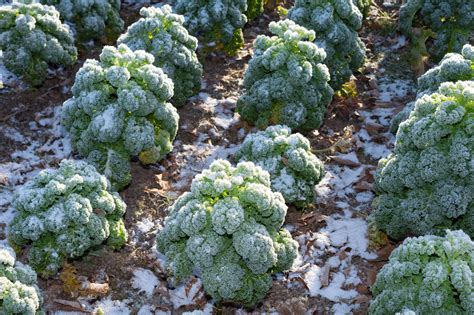 Kale: Planting, Growing, and Harvesting Kale Plants at Home | The Old ...