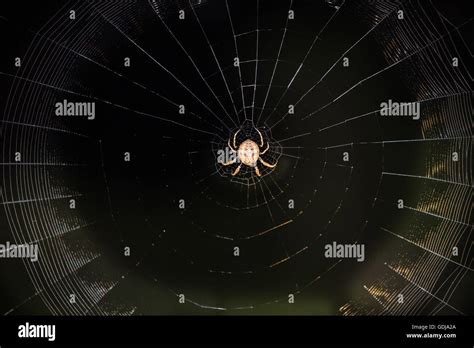 Darwin's bark spider web hi-res stock photography and images - Alamy