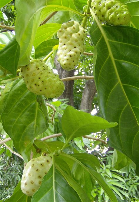 The Health Benefits Of Noni Fruit (Morinda citrifolia) And Noni Juice