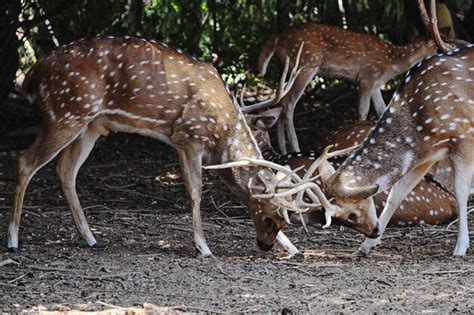 Premium Photo | Deer eating