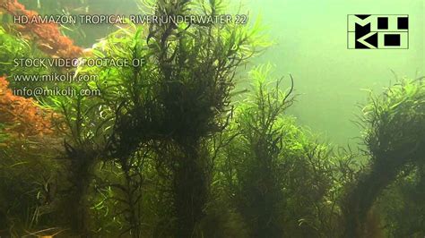 Amazon Tropical River Underwater Stock Video Footage 22 - YouTube