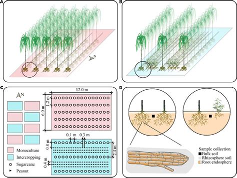 Frontiers | Sugarcane–Peanut Intercropping System Enhances Bacteria Abundance, Diversity, and ...