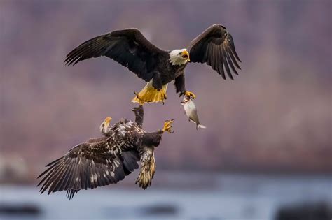 CONOWINGO DAM ANNOUNCES WINNERS OF FOURTH ANNUAL BALD EAGLE PHOTO ...