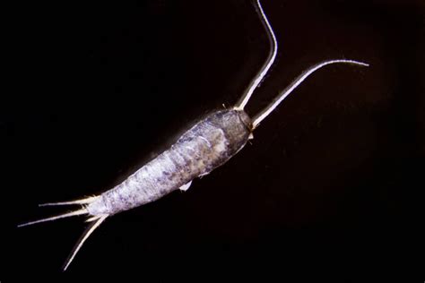 Silverfish - Advance Pest Control