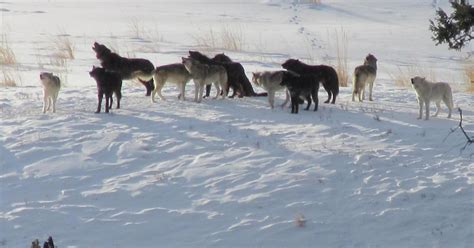 Yellowstone Winter Wolf Update for 2023 - Yellowstone Guidelines