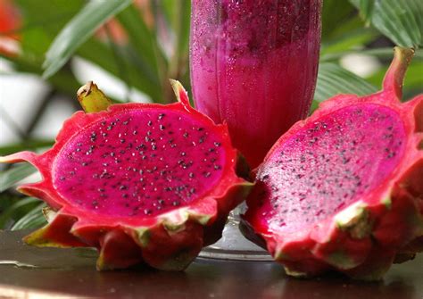 Vietnam farmers rush to grow red dragon fruit for higher profit, Asia ...