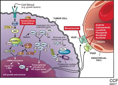 Treatment of renal cell carcinoma: Current status and future directions - Barata - 2017 - CA: A ...