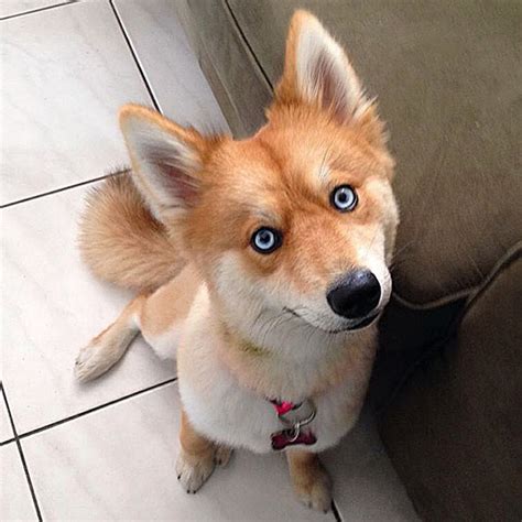 Meet Mya - The Dog Who Looks Exactly Like A Fox