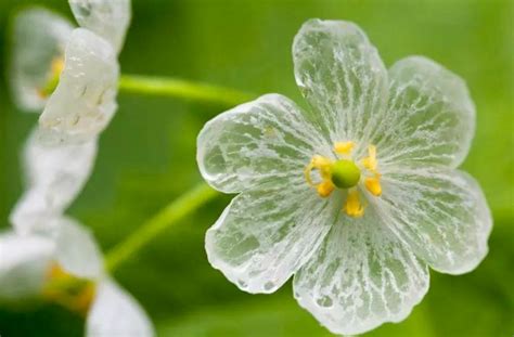 Skeleton Flower Seeds Crystal Flower Grays Double-leaf - Etsy