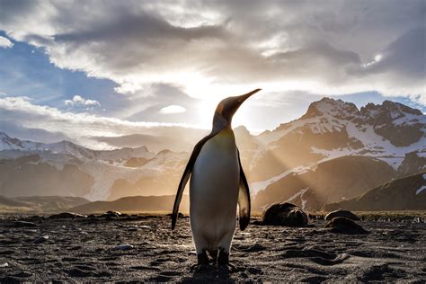 Penguin Looking Out 5k, HD Animals, 4k Wallpapers, Images, Backgrounds ...