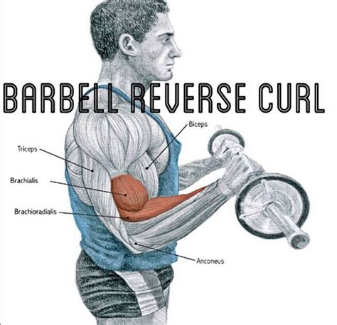 barbell reverse curl | Reverse curls, Barbell workout, Gym workout tips