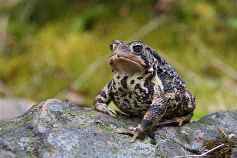 11 Types Of Toads (#4 Is Surprisingly Beautiful)