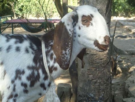 Indian Farms: Jamunapari - A Dairy Goat Breed in India