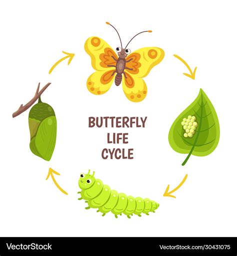 Butterfly life cycle insect emergence Royalty Free Vector