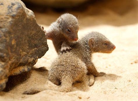 Adorable! Check out these fluffy newborn mongooses! - Real Life Stories News - Reveal