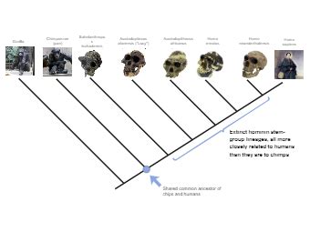 Hominini Phylogenetic Tree Science Diagrams, Phylogenetic Tree, Tree Diagram, Laboratory ...