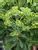 Product Viewer - Euphorbia Tiny Tim