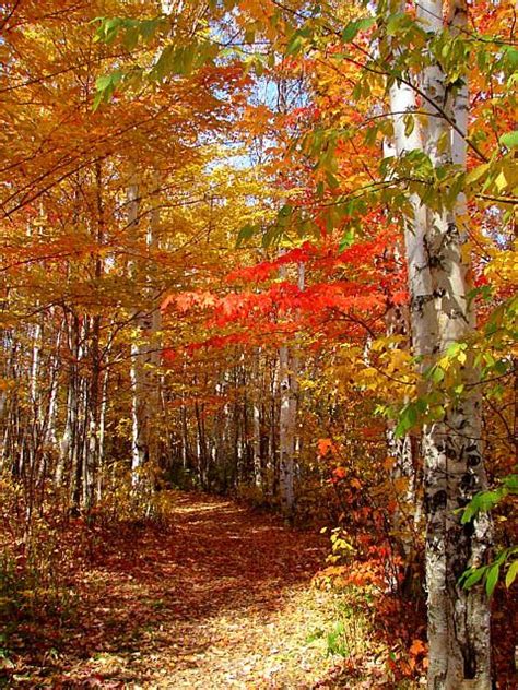 Fall in Northern Ontario, Canada Autumn Scenery, Autumn Trees ...