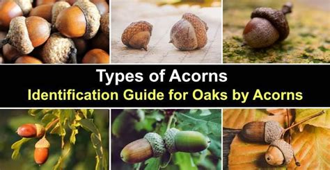 Acorns And Oak Trees