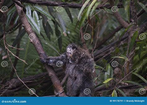 Saki Monkey Family stock image. Image of breeding, america - 99178791