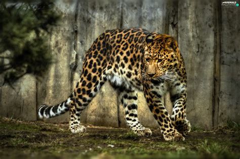 Jaguar, spots - Animals wallpapers: 2048x1364