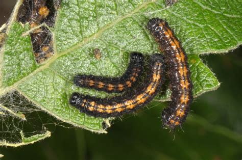 European Lepidoptera and their ecology: Nymphalis antiopa