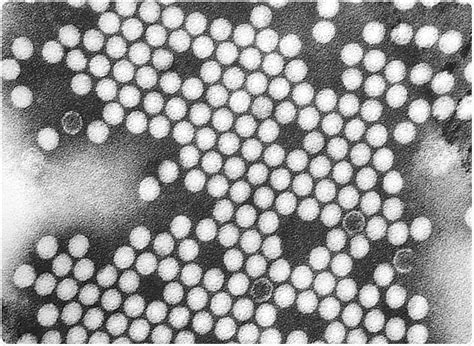 Poliovirus Structure