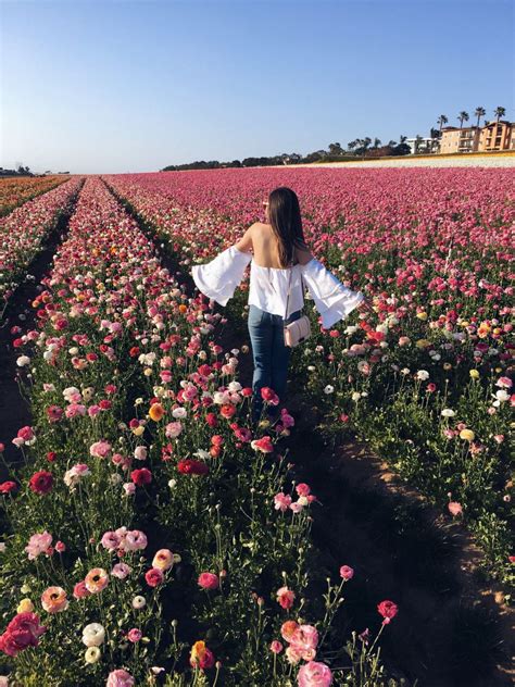 A must see in San Diego: Carlsbad Flower Fields | Style by Nihan | Carlsbad flower fields ...