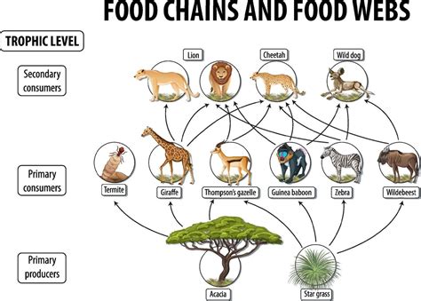 Food Web Diagram Template