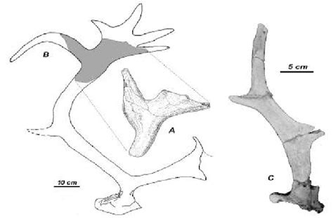 Reindeer (Rangifer tarandus) antlers from the Palaeolithic site of ...