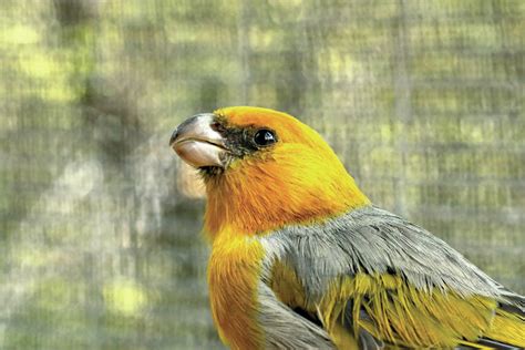 Palila habitat fence slated for expansion - Hawaii Tribune-Herald