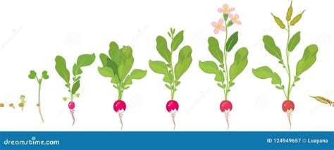 Radish Life Cycle. Stages Of Radish Growth From Seed And Sprout To ...