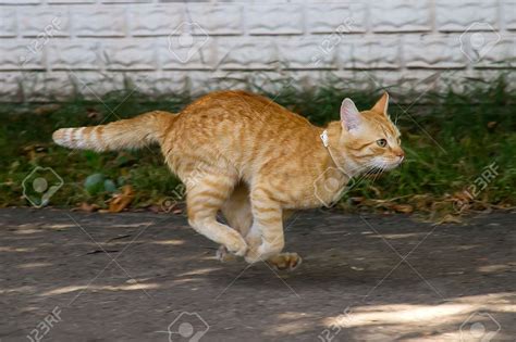 LOS OJOS ABIERTOS: UN GATO CORRIENDO