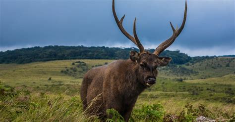 Sambar Deer vs Elk: What Are the Differences?