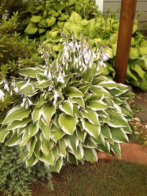 Another of my "full Sun" Hostas, grown with much TLC | Hostas, Sun ...