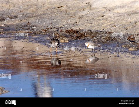 Chestnut-banded plover frequenting saltpan with Ruff in South Africa Stock Photo - Alamy