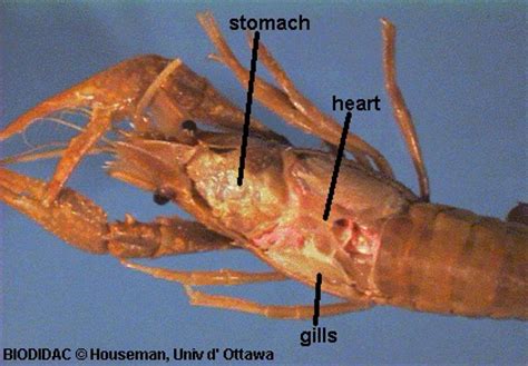 Crayfish Dissection