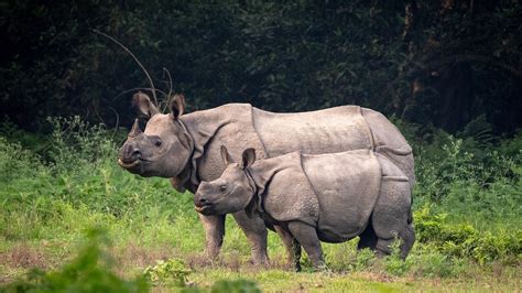 Knowing The World’s Rhinos - Wildlife SOS