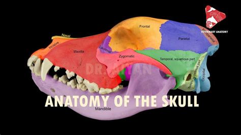 the anatomy of the skull is shown with different colors and markings on it's side