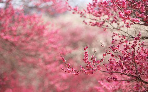 Sping cherry blossoms wallpaper | 2880x1800 | #31817