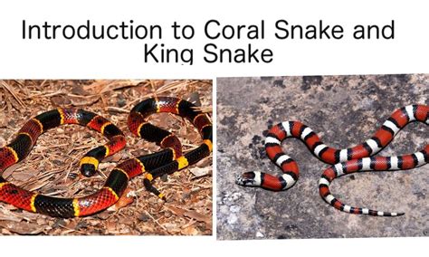 Introduction to Identifying Coral Snake Vs. King Snake | Small Online Class for Ages 5-9