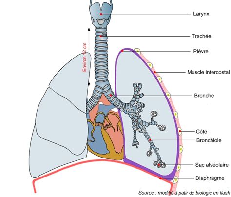 Schéma De L'appareil Respiratoire À Compléter 5Ème