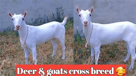 deer and goat cross breed || deer and goat mix | deer and goat cross ...