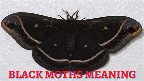 Black Moths Meaning - A Symbol Of Moving On