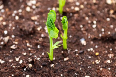 Starting with the Right Soil for Your Pea Plants - Food Gardening Network