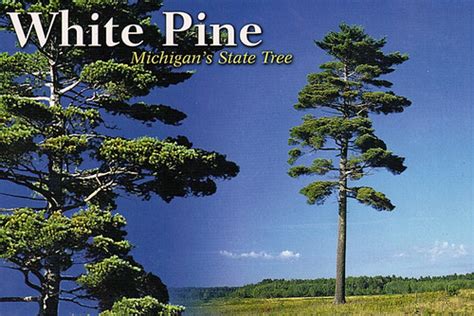 Michigan State Tree | Flickr - Photo Sharing!