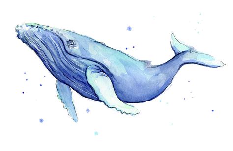 Humpback Whale Watercolor Painting by Olga Shvartsur