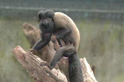 Red -backed Bearded Saki M.D. | Animals wild, Primates, Science and nature